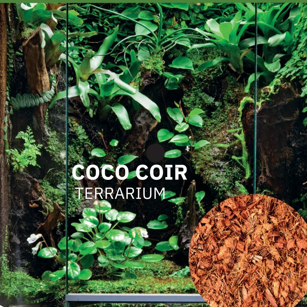 Coco coir terrarium